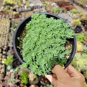 Sedum Pachyclaudos “White Diamond” - Succulents Depot
