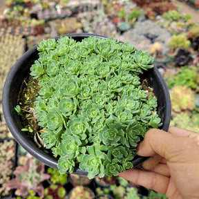 Sedum Pachyclaudos “White Diamond” - Succulents Depot