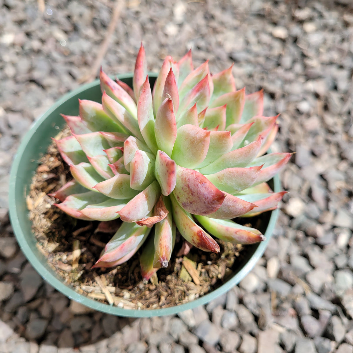 Echeveria Ferte