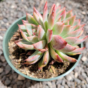 Echeveria Ferte