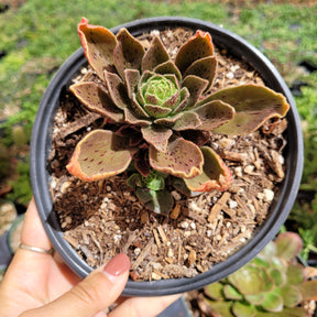Aeonium Smithii