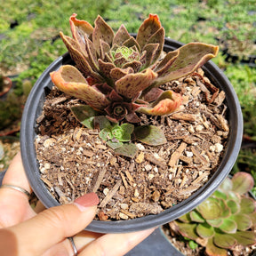 Aeonium Smithii