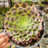 Aeonium 'Fiesta' succulent in a pot, held in hand; rosette shape with fleshy, spoon-shaped leaves, lime green with reddish-purple edges, surrounded by blurred succulents.