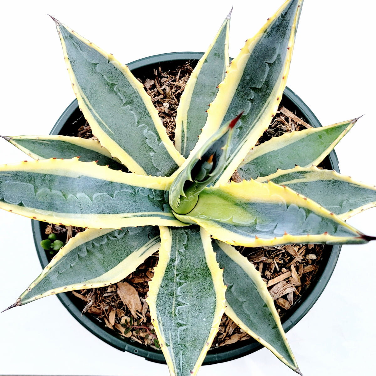 (値下げ)Agavea Americana(3) Americana Agave | Order Online | Treeland Nursery