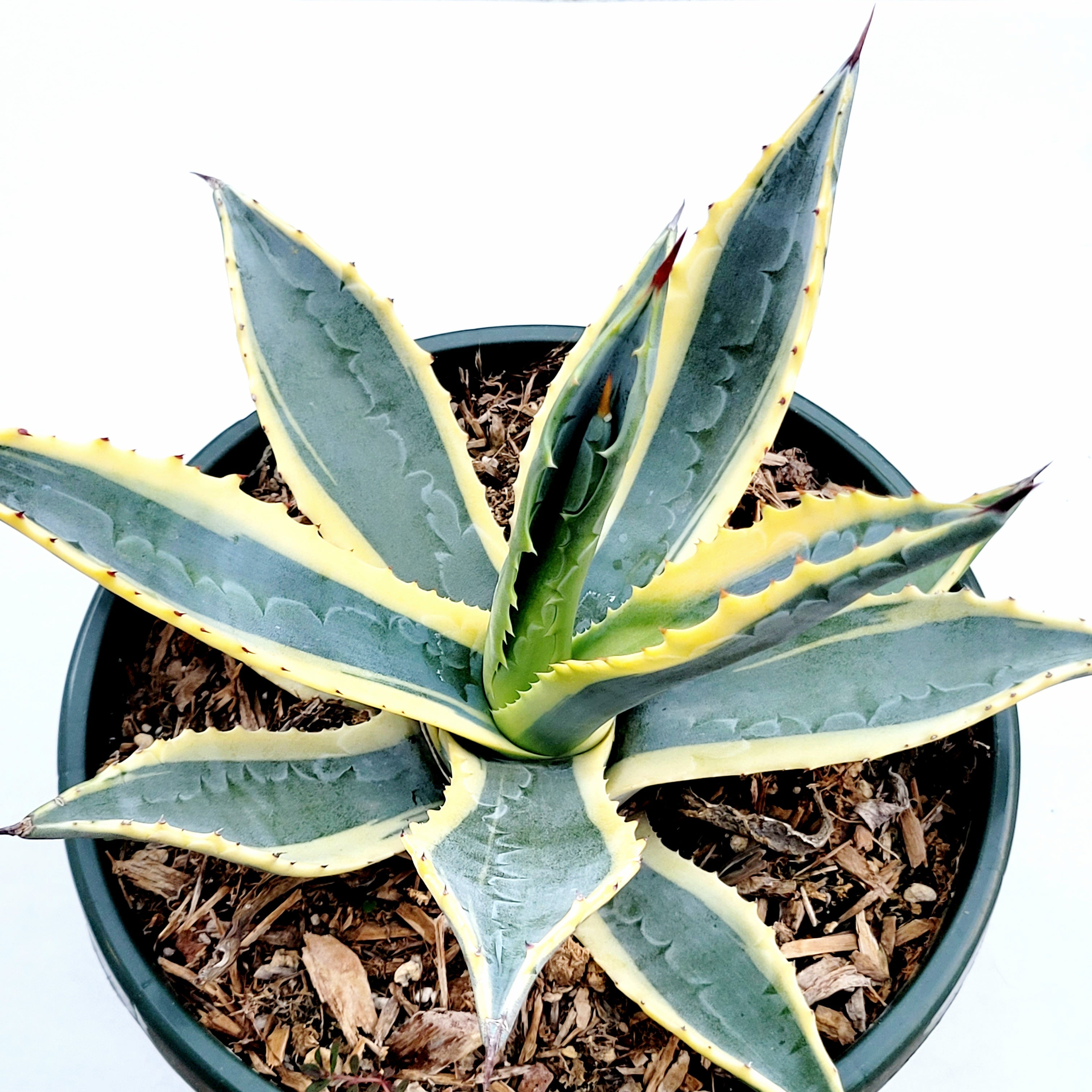 アガベ　Agave americana 'Variegata' Shop Century Plant 'Variegata' Agave Americana - Care and Growing