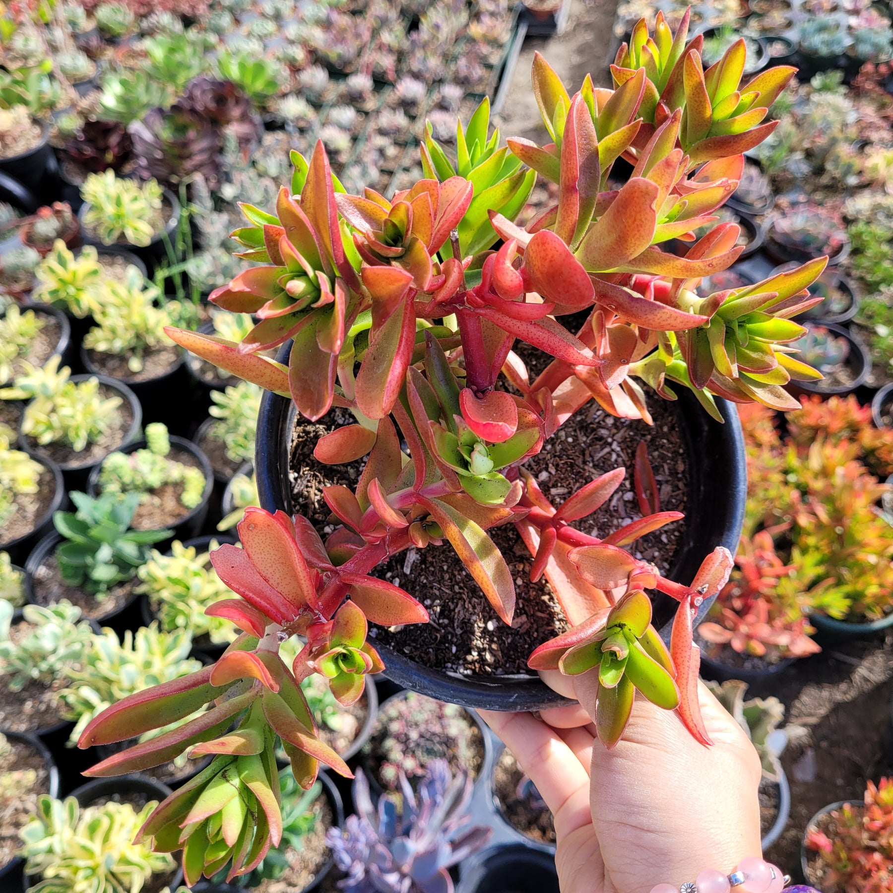thumbnail image 2 of Crassula Capitella 'Campfire' Succulent Plant - 3 Live Cuttings For Propagation 2 of 3