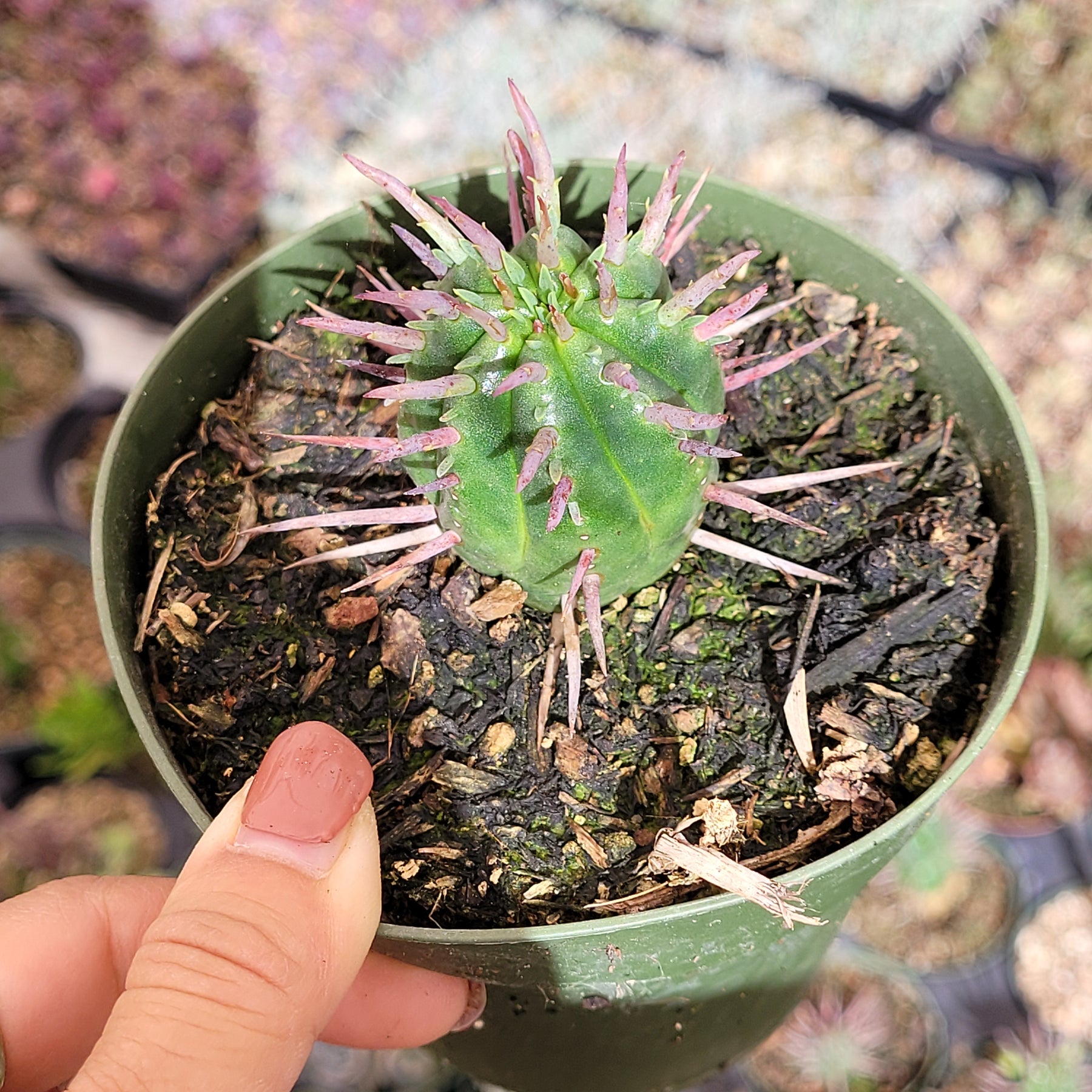 Euphorbia enopla Pincushion Euphorbia