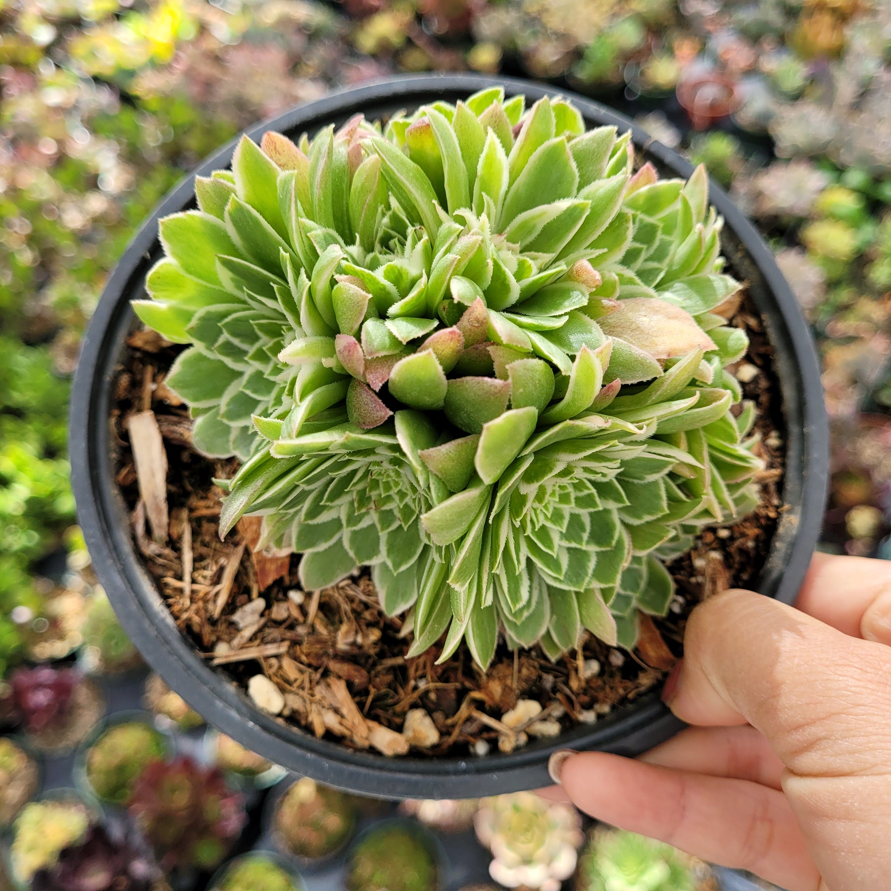 aeonium potting mix Aeonium 'Emerald Ice'