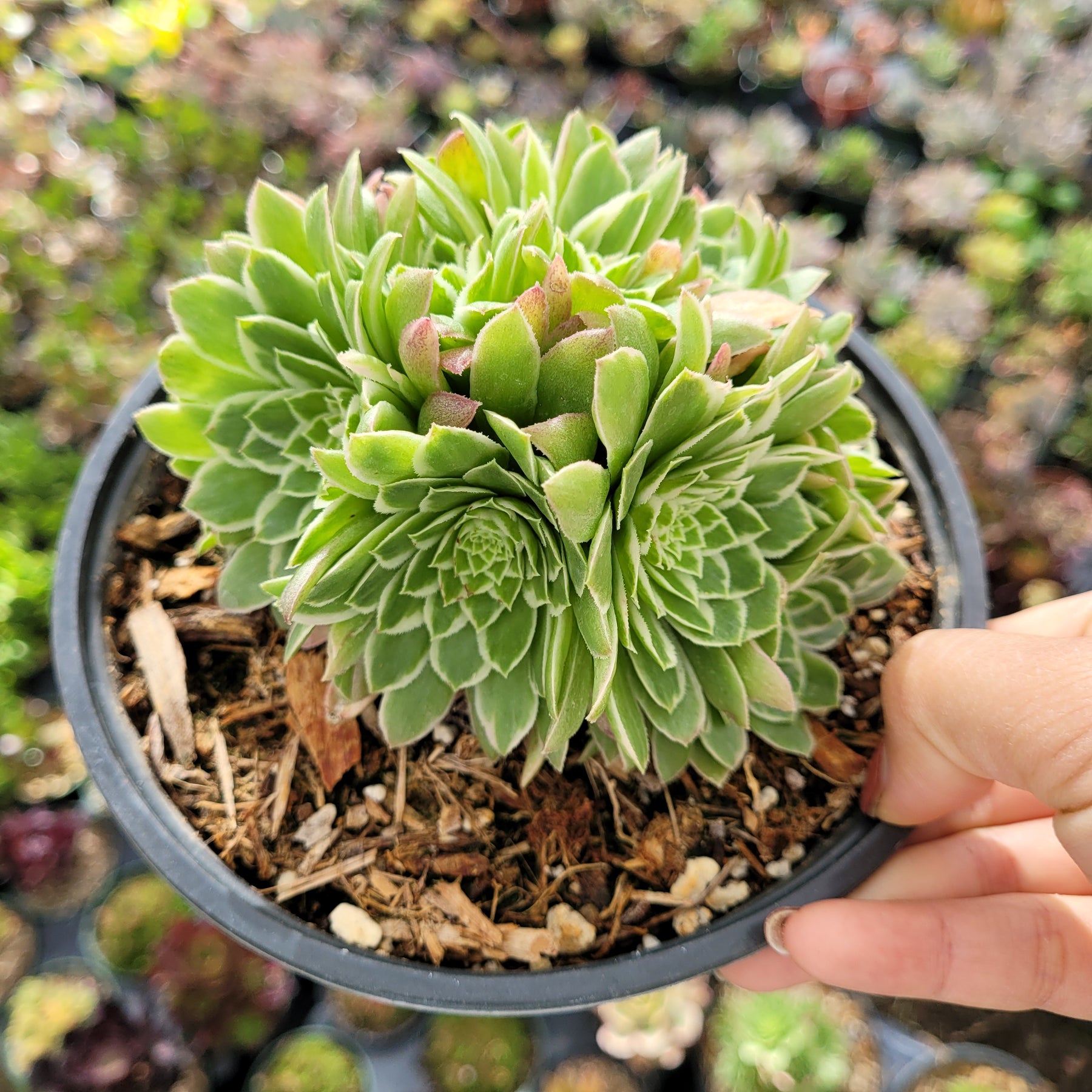 emerald ice succulent Aeonium 'Emerald Ice'