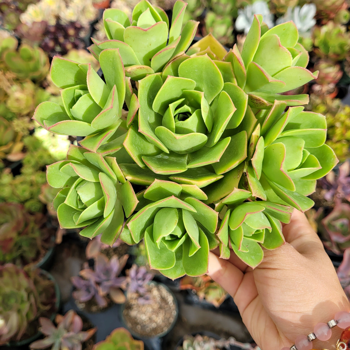 Aeonium gomerense