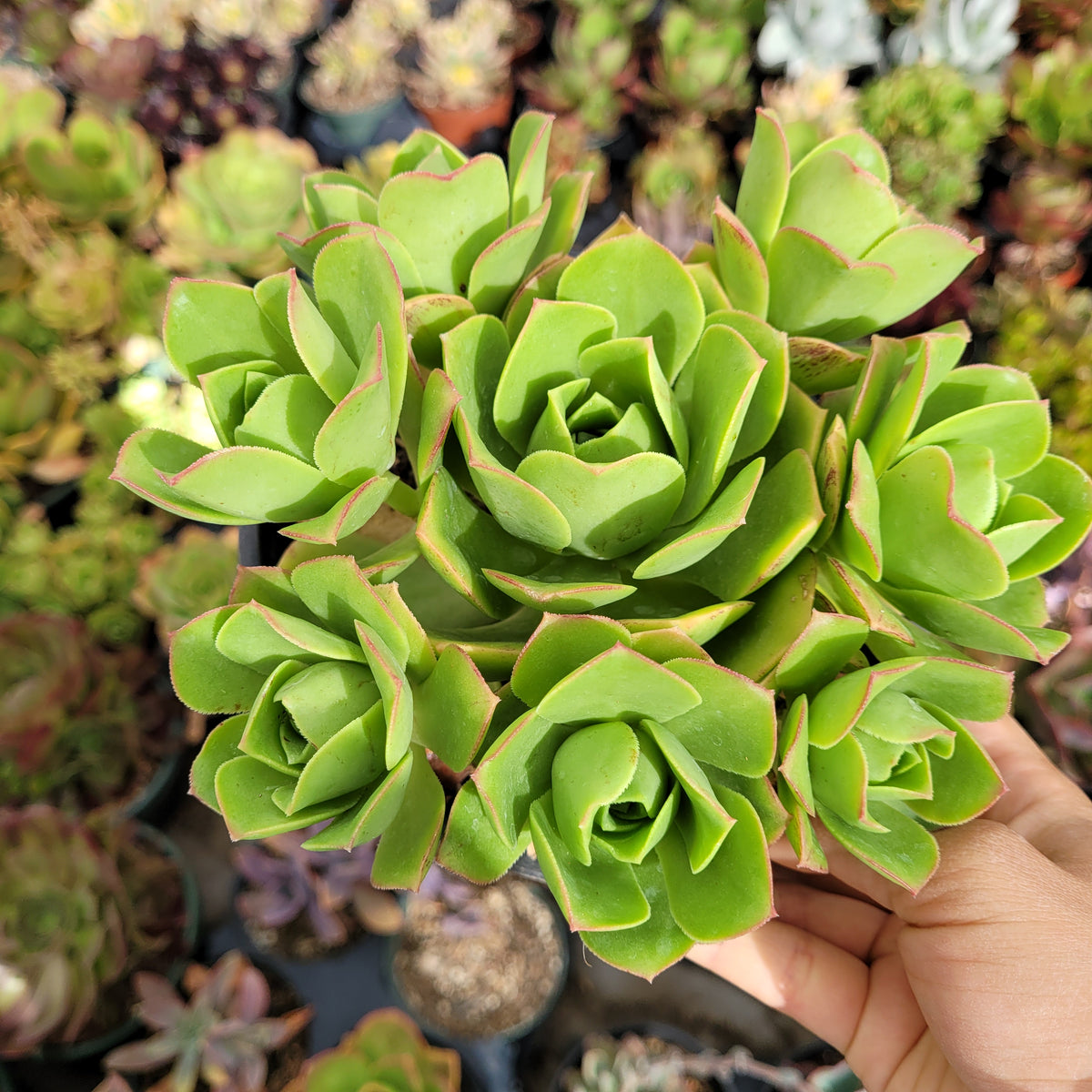 Aeonium gomerense