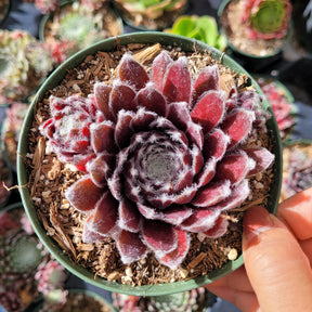 Sempervivum Chick Charms® Cosmic Candy™ - Succulents Depot