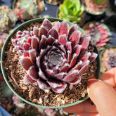 Sempervivum Chick Charms® Cosmic Candy™ - Succulents Depot