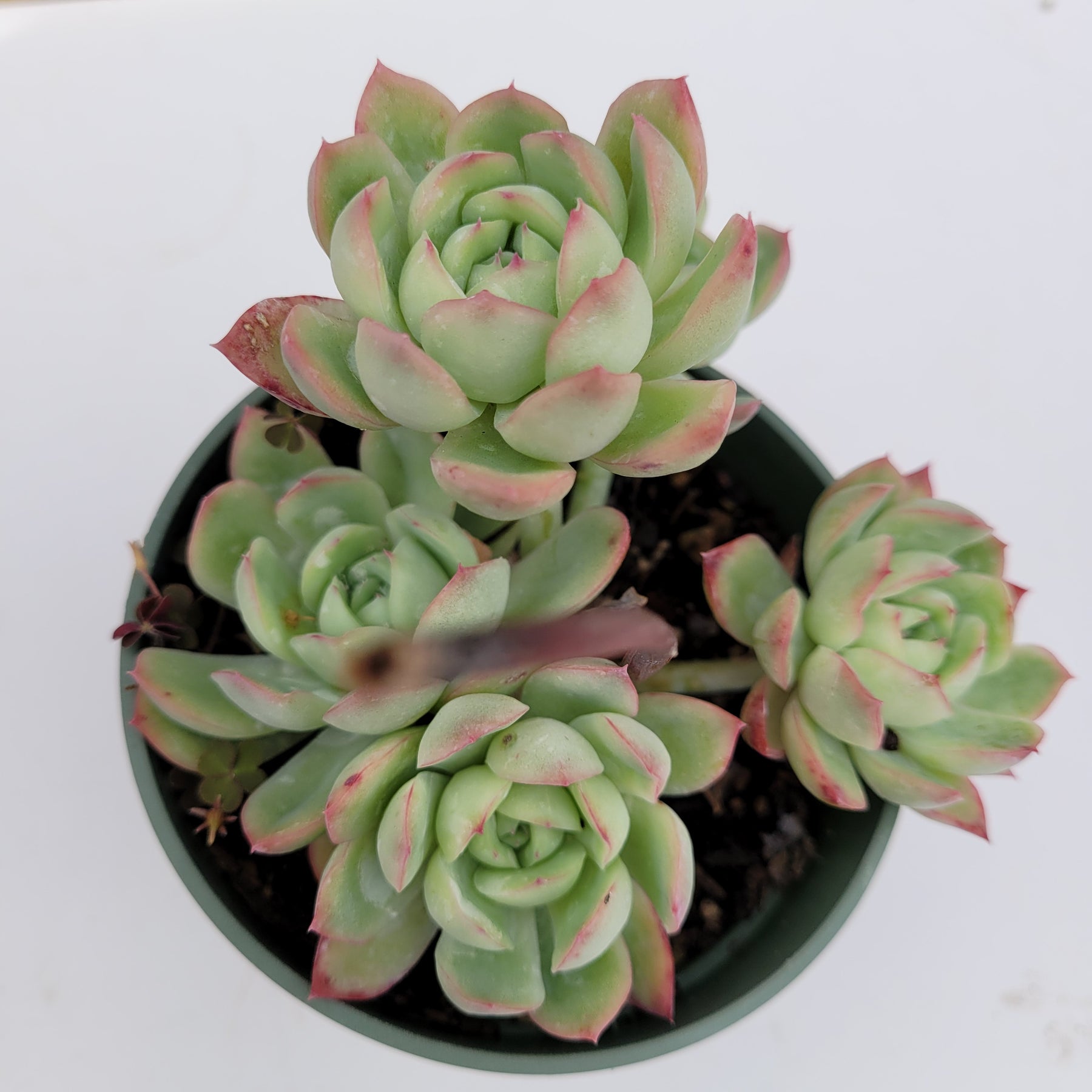 strawberry succulent Echeveria Strawberry Ice