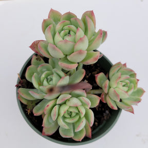 Echeveria Strawberry Ice