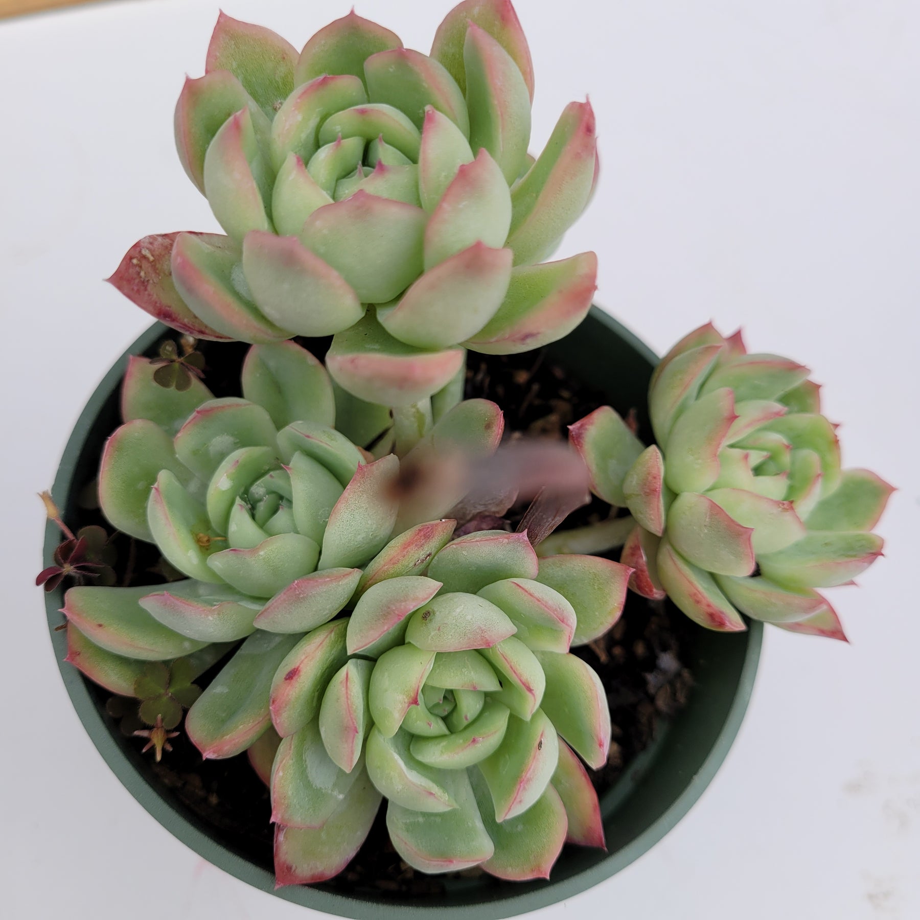 strawberry ice succulents Echeveria Strawberry Ice