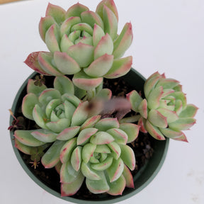 Echeveria Strawberry Ice