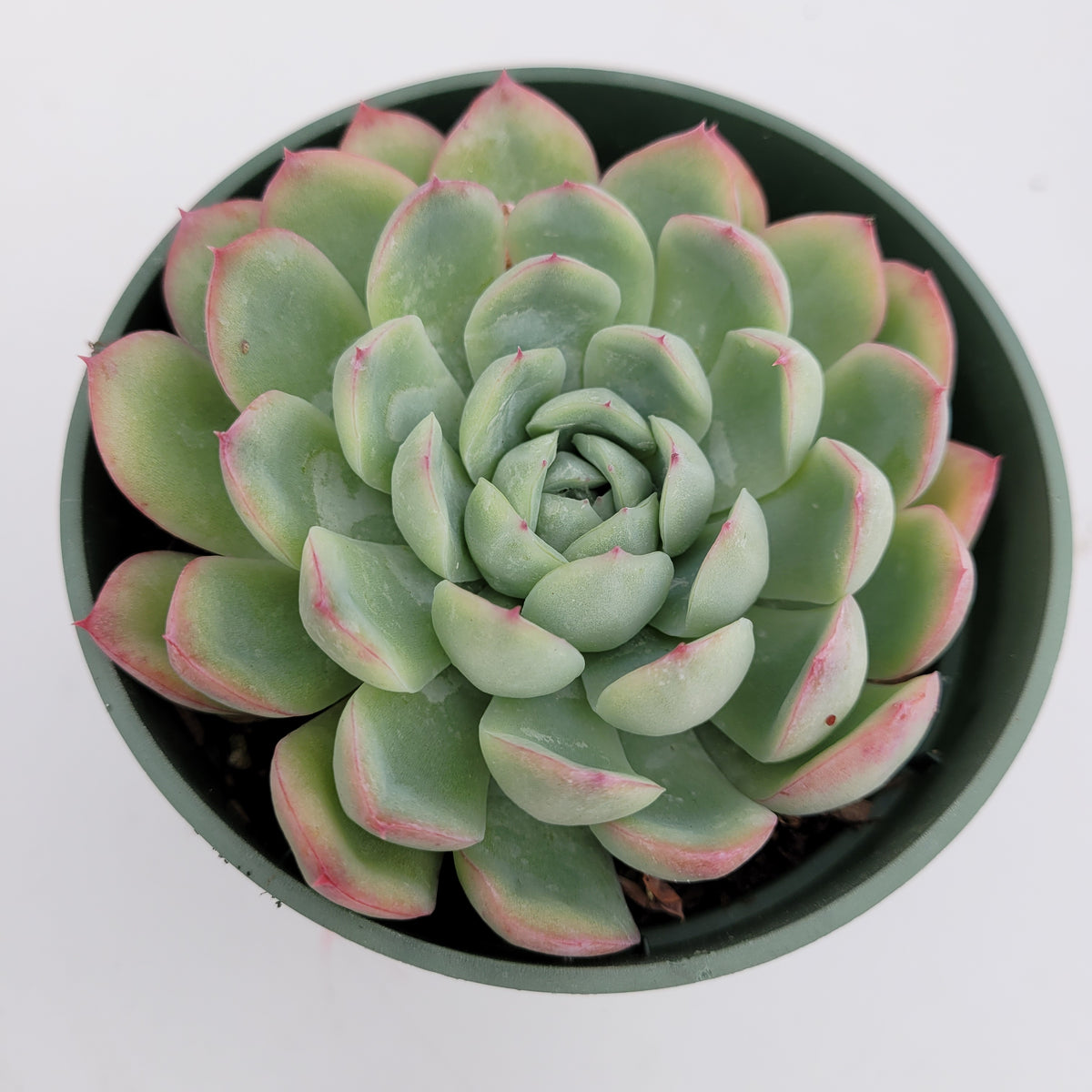 strawberry ice succulents Echeveria Strawberry Ice