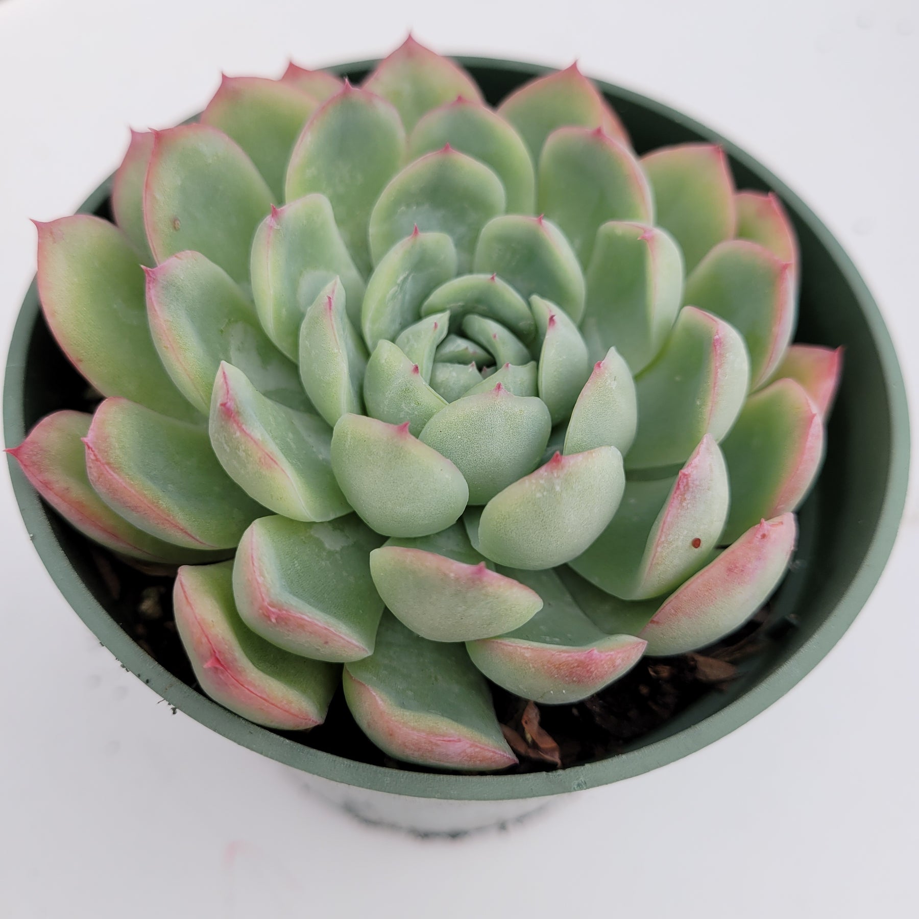 succulent with red tipped leaves Echeveria Strawberry Ice