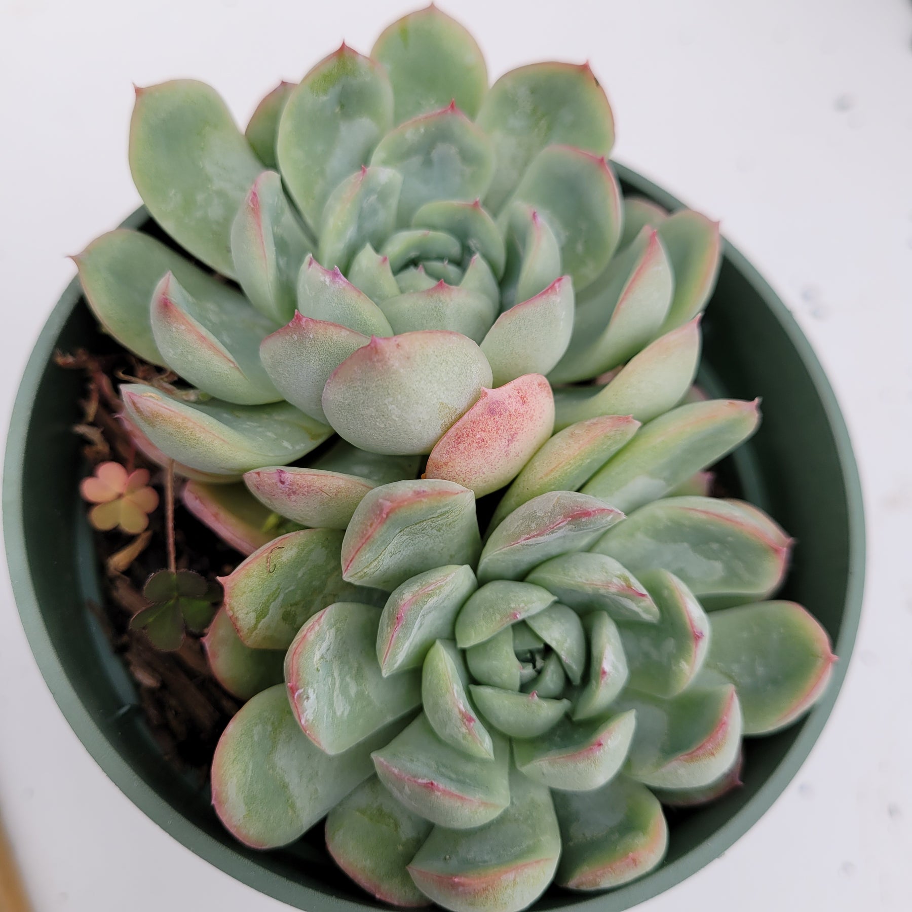 claire succulent Echeveria Strawberry Ice