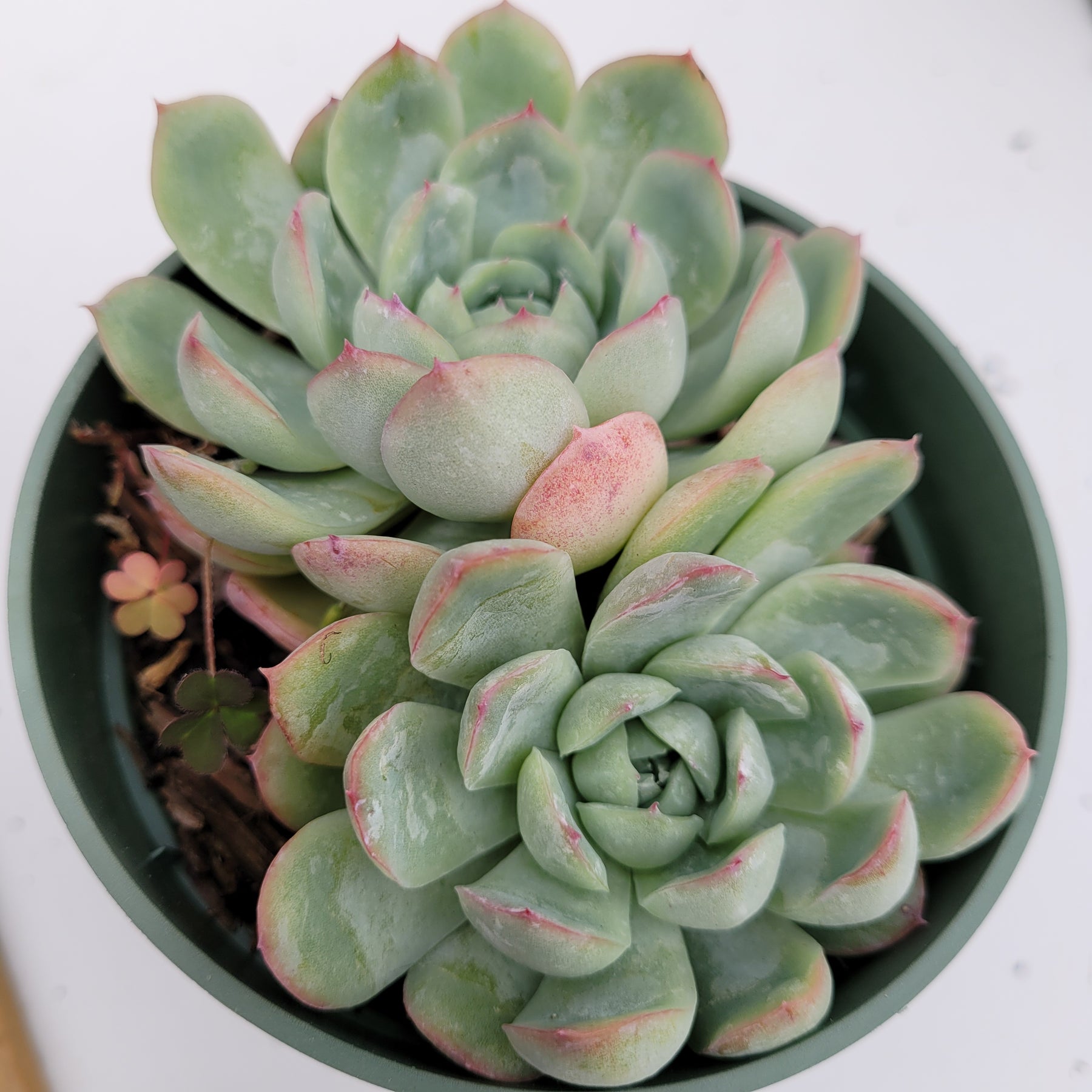 ice succulent plant Echeveria Strawberry Ice