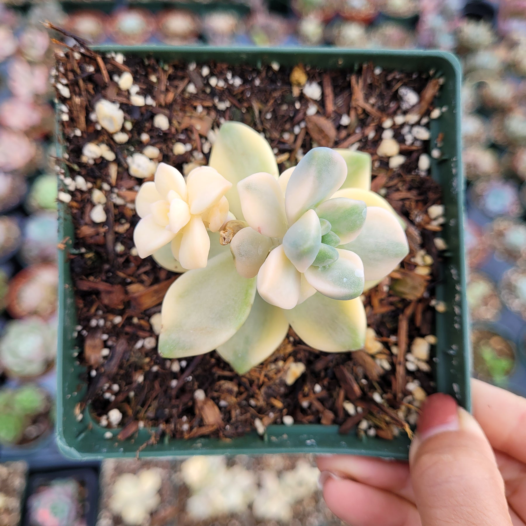 titubans variegated succulent Graptoveria Titubans Variegated