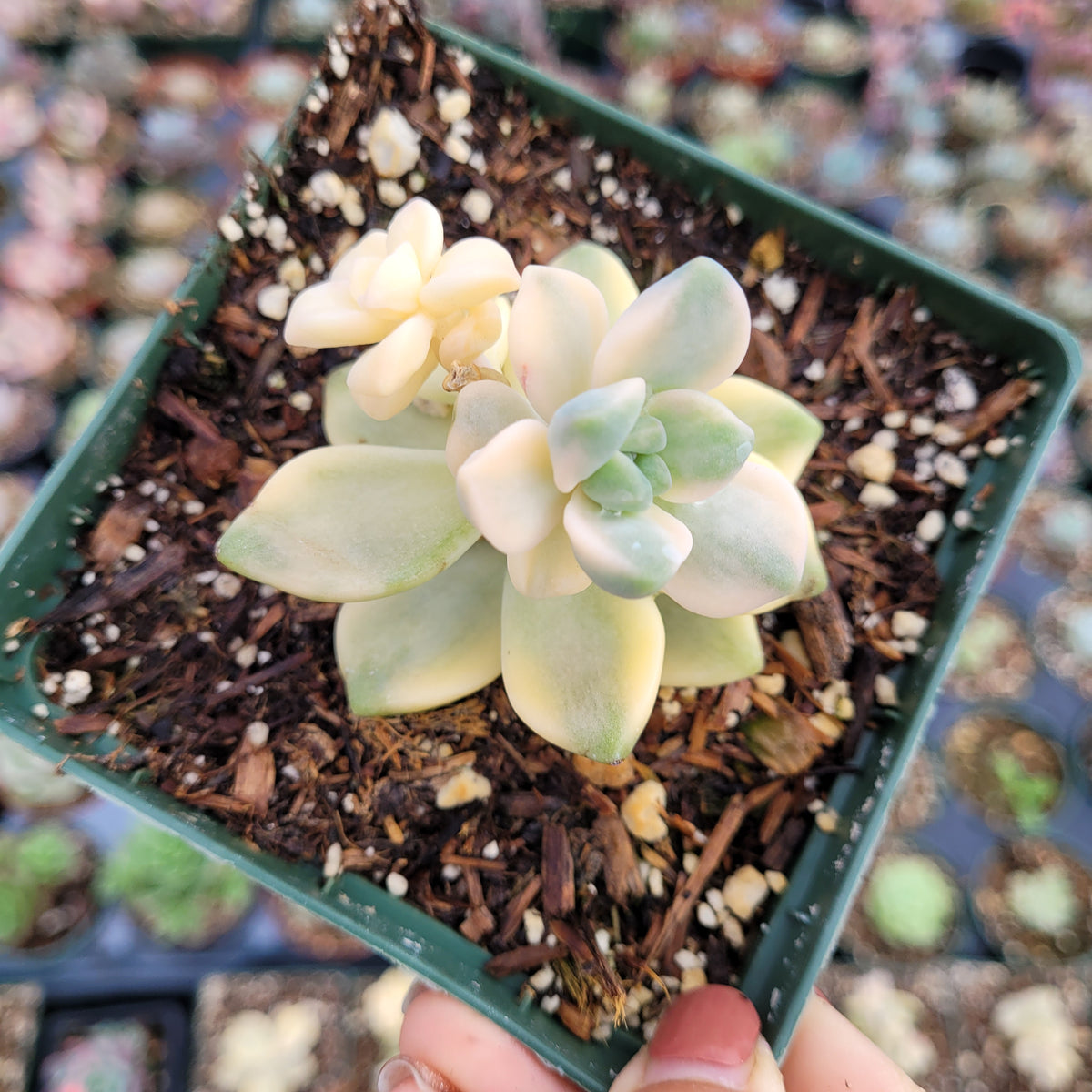 Graptoveria Titubans Variegated