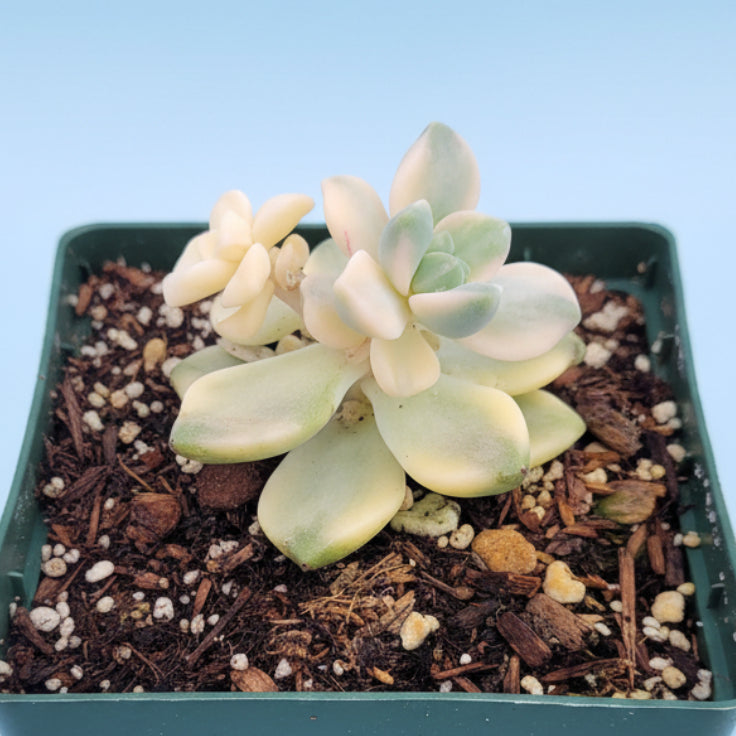 Graptoveria Titubans Variegated in green nursery pot.