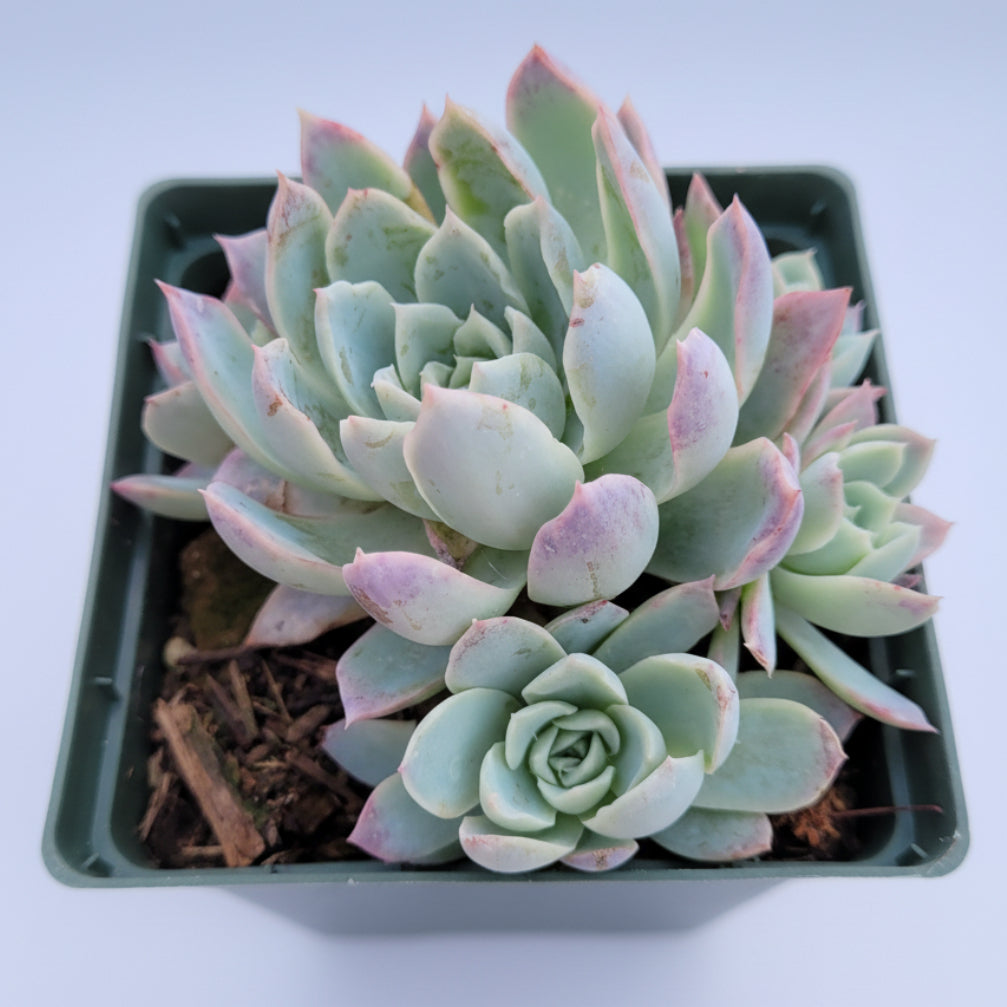 Echeveria 'Violet Queen' succulent with blue-green leaves.
