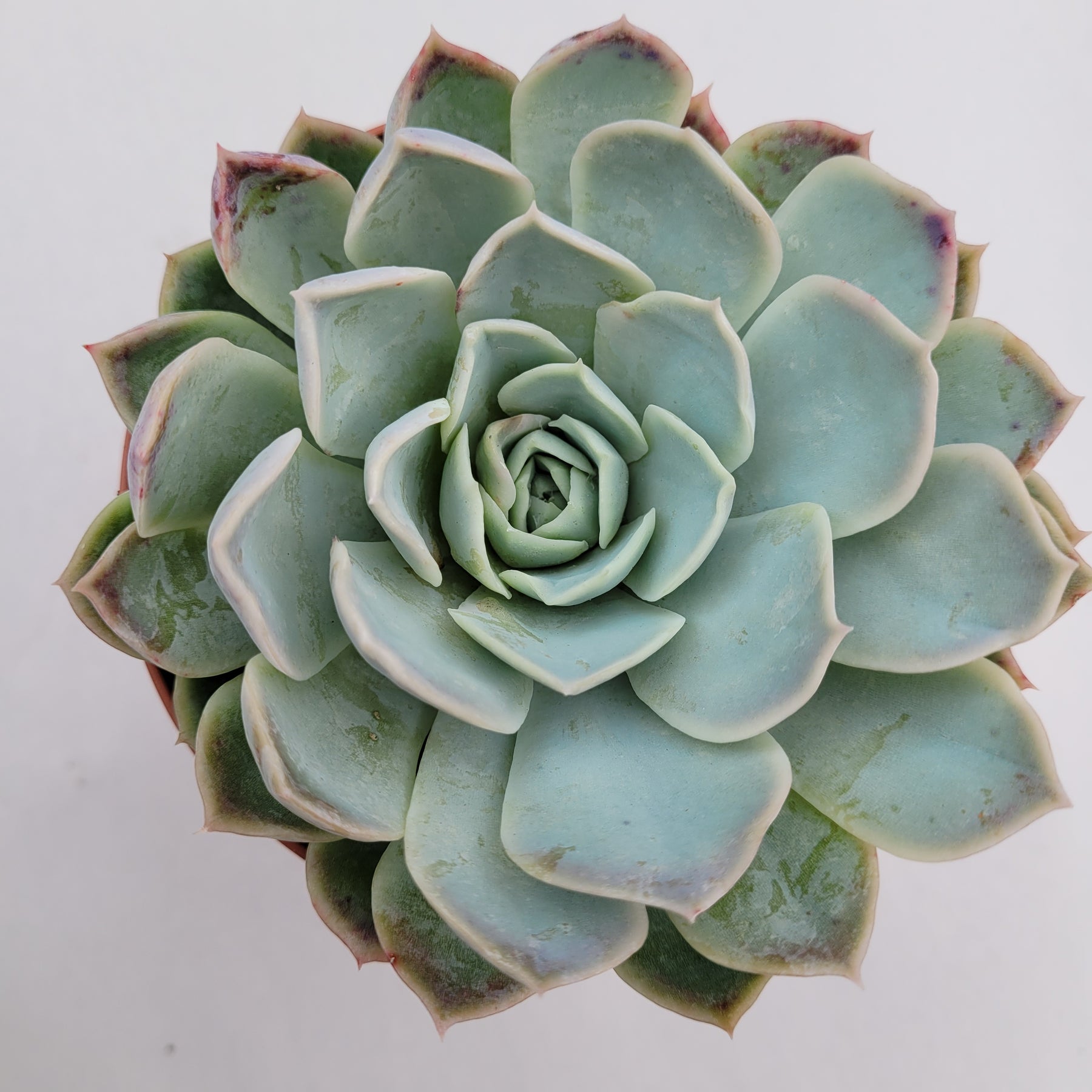 jocelyn's joy succulent Echeveria 'Jocelyn' hybrid -