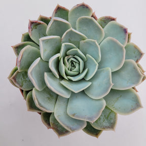 Echeveria 'Jocelyn' hybrid