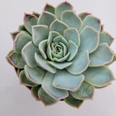 Echeveria 'Jocelyn' hybrid