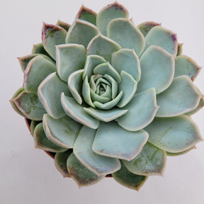 Echeveria 'Jocelyn' hybrid