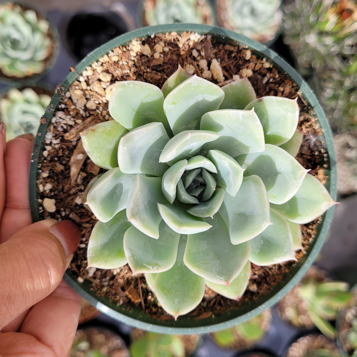 Echeveria 'Blue Fairy' - Succulents Depot