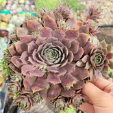 Sempervivum 'Pink Lemonade'