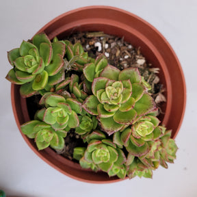 Sedeveria Rolly - Succulents Depot
