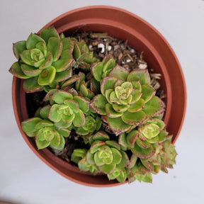 Sedeveria Rolly - Succulents Depot
