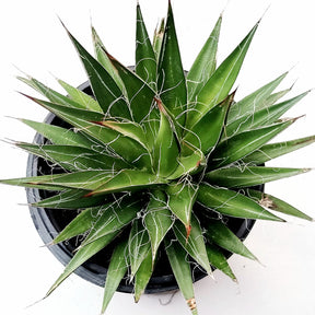 Agave filifera - Thread Agave