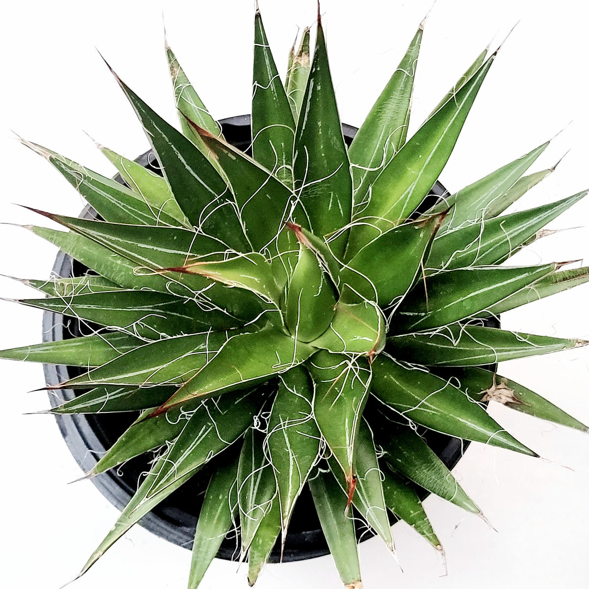 Agave filifera - Thread Agave