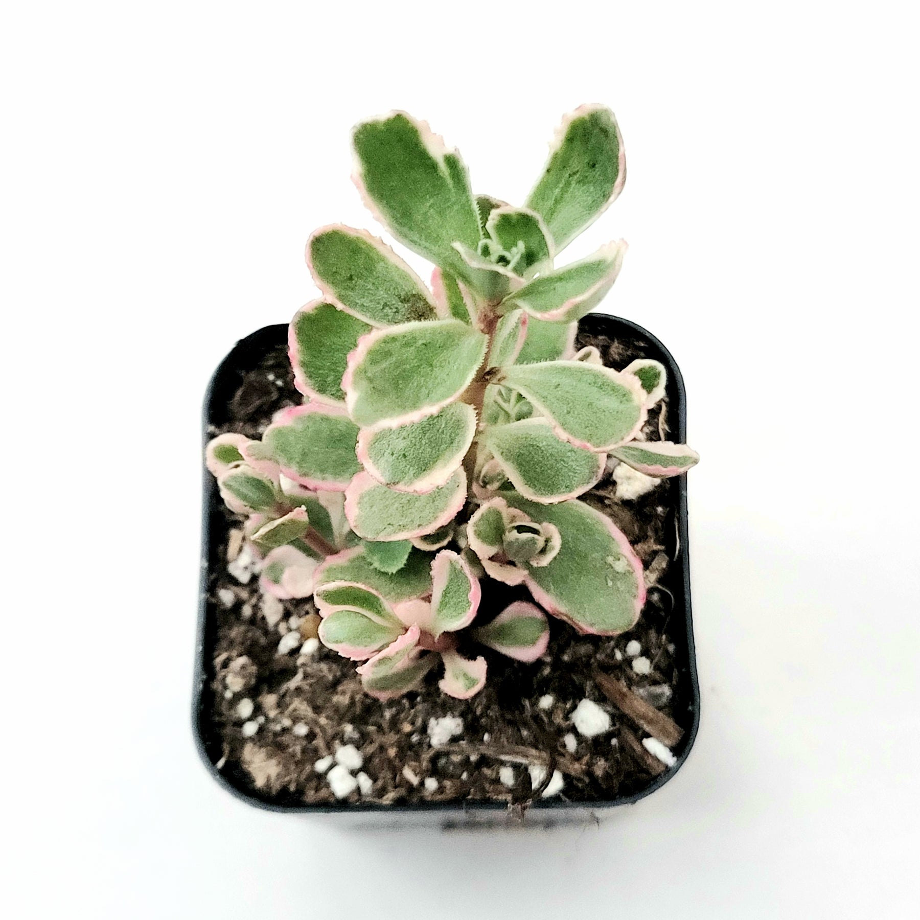 tricolor sedum spurium succulent Sedum spurium 'Tricolor'