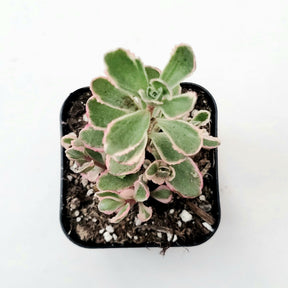 Sedum spurium 'Tricolor'