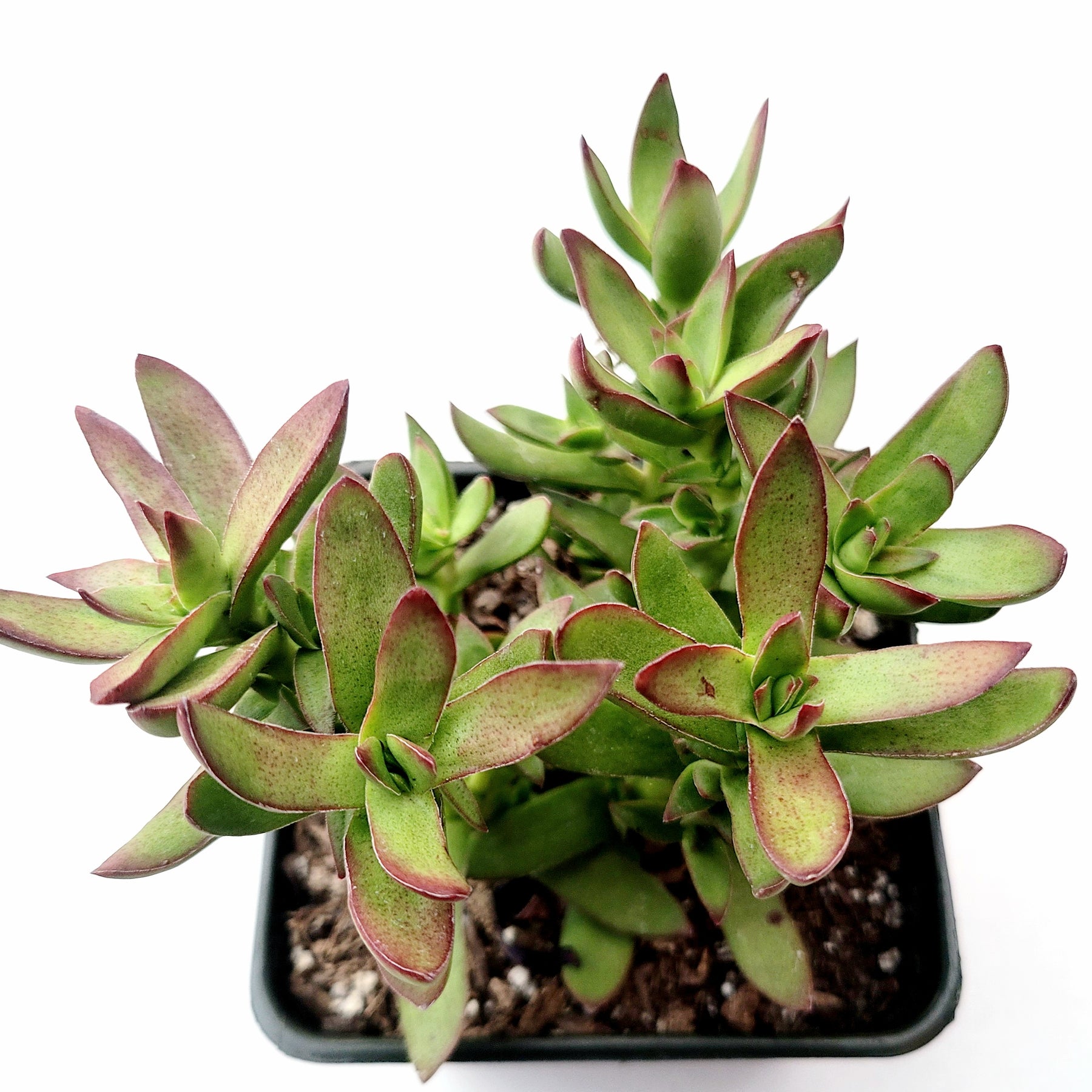 succulent butterfly plant Crassula rubricaulis 'Butterfly Bush'