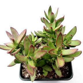 Crassula rubricaulis 'Butterfly Bush'