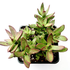 Crassula rubricaulis 'Butterfly Bush'