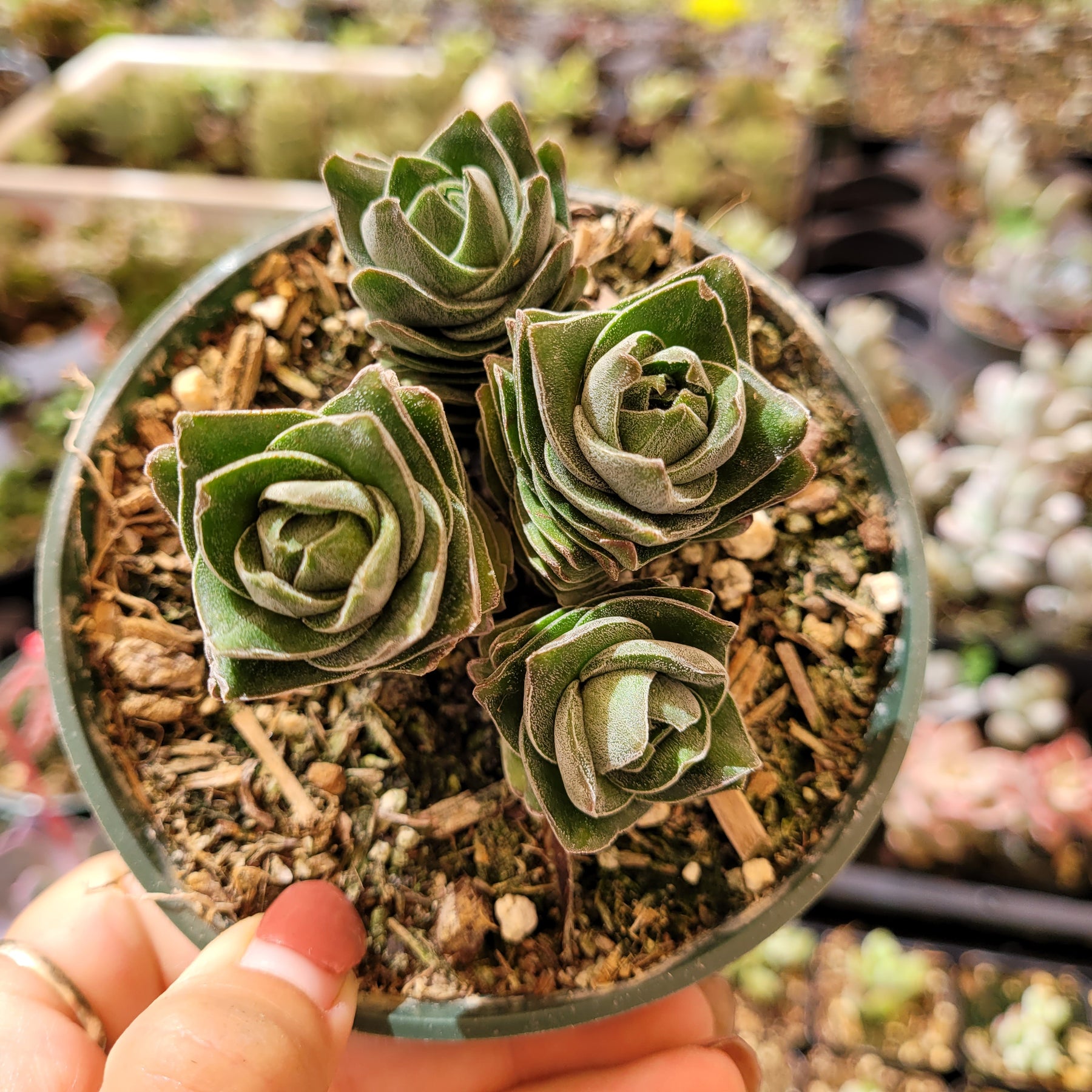 buddha's temple succulent plant Crassula 'Buddha's Temple'