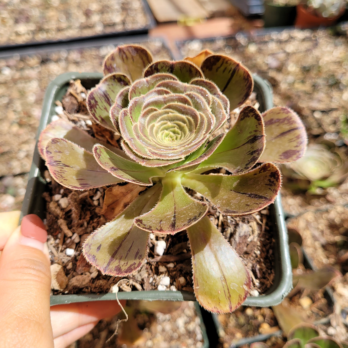 Aeonium arboreum var. rubrolineatum