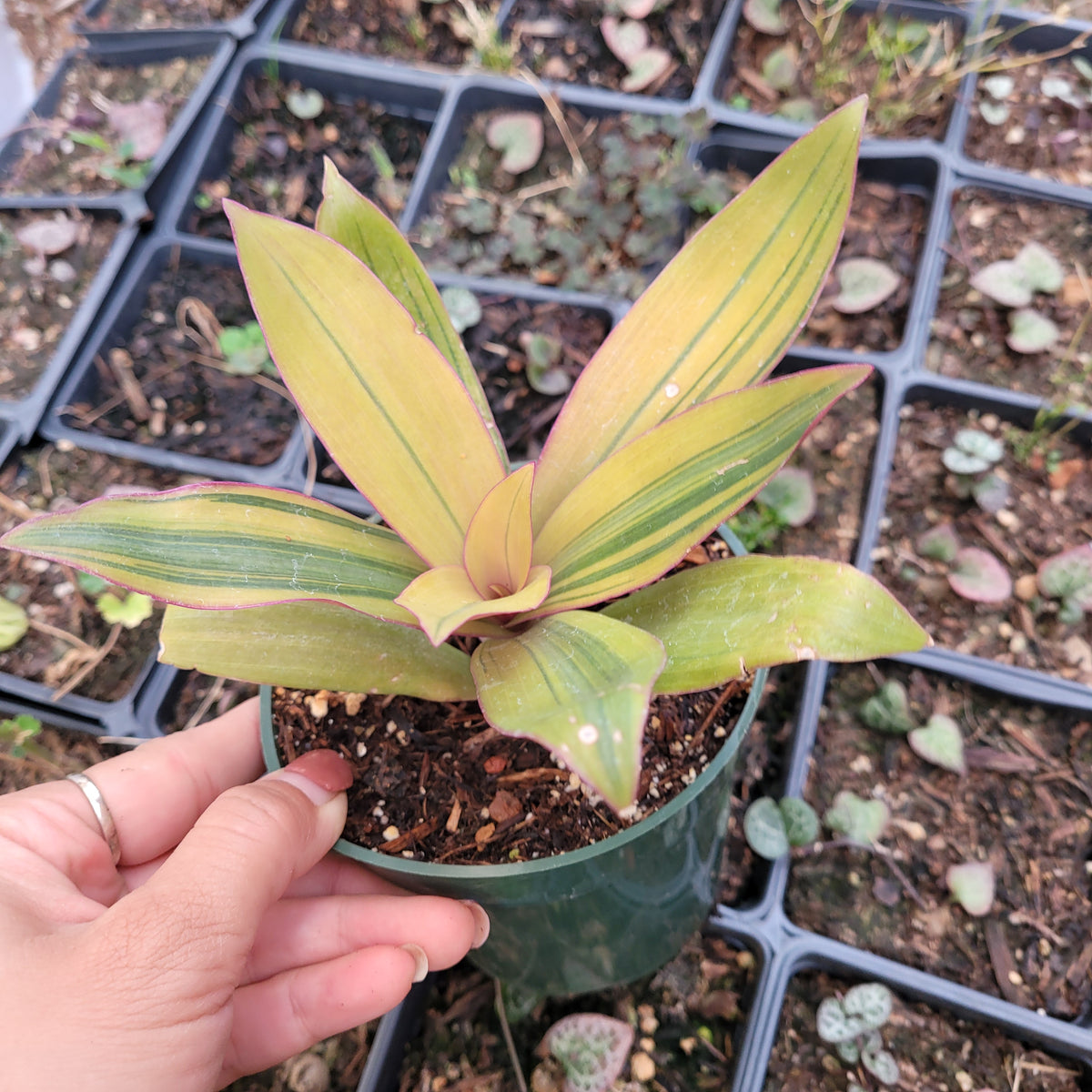 Tradescantia spathacea 'Sitara's Gold'