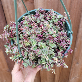 Crassula marginalis rubra 'Variegata' "Calico Kitten" - Succulents Depot