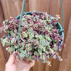 Crassula marginalis rubra 'Variegata' "Calico Kitten" - Succulents Depot