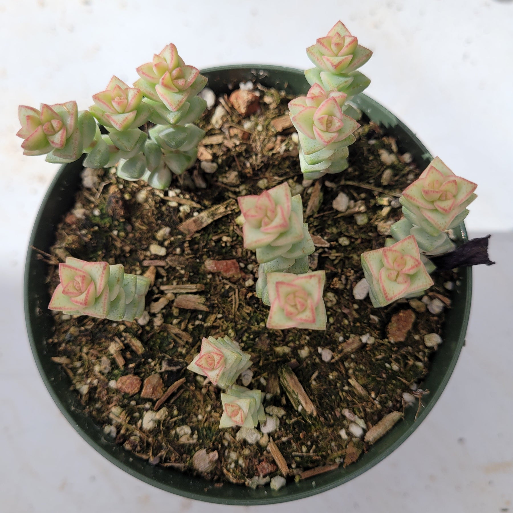 succulents pastel Crassula pastel 'Variegated Tom Thumb'